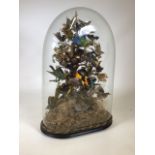 A 19TH CENTURY ORNITHOLOGICAL TAXIDERMY DISPLAY, comprising eighteen exotic birds arranged on lichen