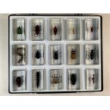 A collection of stag beetles and other insects preserved in resin blocks. W:4cm x D:7.5cm x H:2.5cm