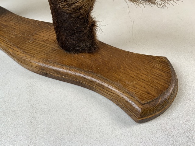 A pair of taxidermy gun rack or coat hook wall mounts. Six Deer hoofs on oak panels. W:53cm x D:10cm - Bild 4 aus 4