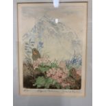 David Koster Artists proof alpine primroses. Print size W:15cm x H:20cm