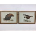 Two watercolour bird studies a Golden eagle and an Osprey by N.Price. W:52cm x H:36cm