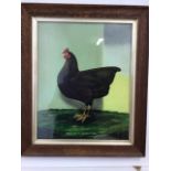 A 20th century British Naive school oil on canvas of a Black Croad Langham Hen. W:53cm x H:63cm