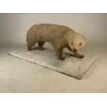 A taxidermy albino badger on a platform. W:86cm x D:36cm (platform)W:91cm x D:20cm x H:18cm (