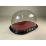 A large oval glass dome on oval wooden base. W:42cm x D:29cm x H:26cm