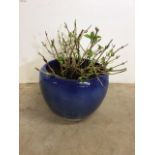 A large blue drip glazed terracotta pot with hydrangea