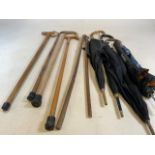 A collection of walking sticks and umbrellas - to include a stick with carved dogs head