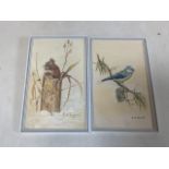 Two acrylic framed painting of a field mouse and blue tit. Signed by A.H Rowell