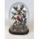 A taxidermy diorama of birds and insects of American origin in glass dome on oval turned base