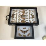 Two cases of Devon moths including a death head moth example. W:24cm x D:35cm