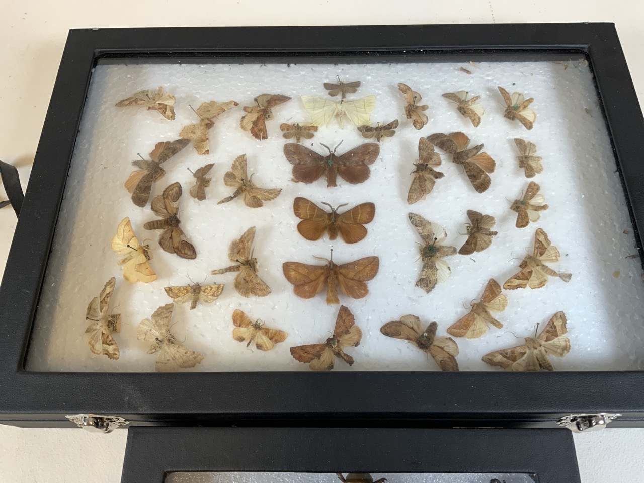 A case of Devon moths also with some beetles. Largest case W:24cm x D:35cm - Image 3 of 5