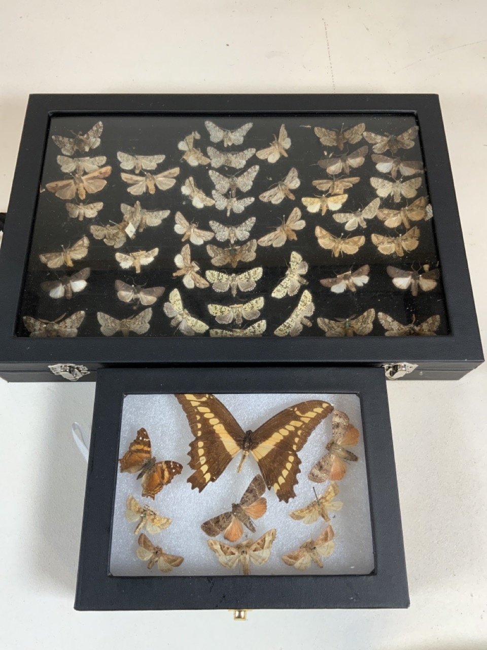 Two cases of Devon moths. Largest case W:24cm x D:35cm