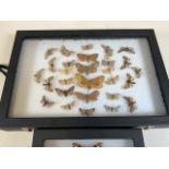 Two cases of Devon moths. W:24cm x D:35cm