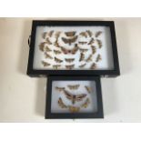 Two cases of Devon moths, to include a death head moth. W:24cm x D:35cm