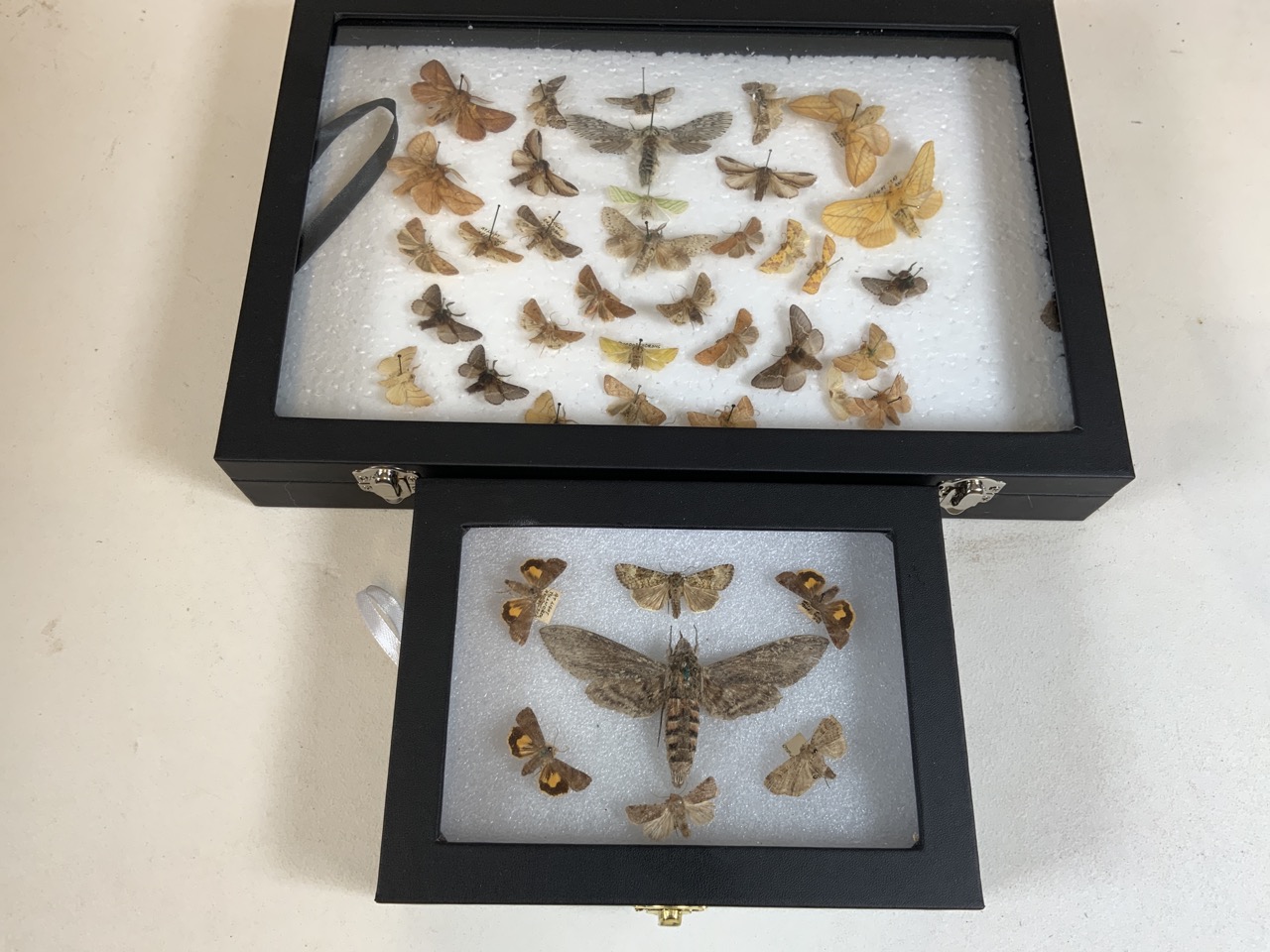 Two cases of Devon moths including a death head moth. W:24cm x D:35cm