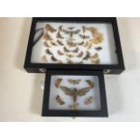 Two cases of Devon moths including a death head moth. W:24cm x D:35cm
