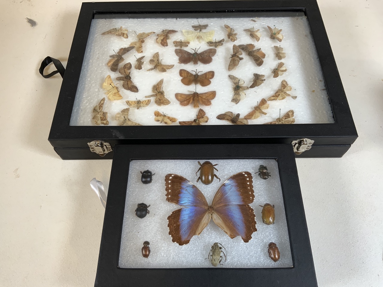 A case of Devon moths also with some beetles. Largest case W:24cm x D:35cm