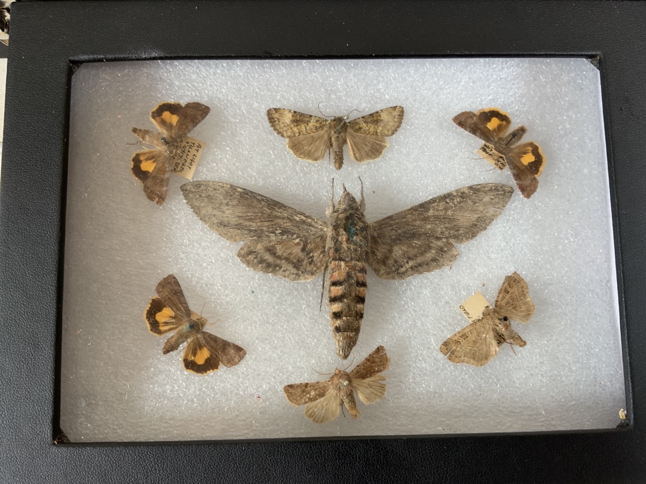Two cases of Devon moths including a death head moth. W:24cm x D:35cm - Image 3 of 4