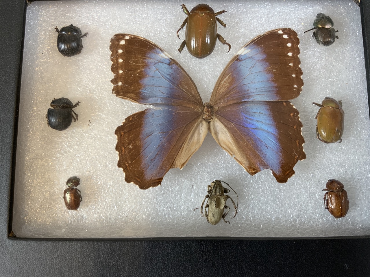 A case of Devon moths also with some beetles. Largest case W:24cm x D:35cm - Image 2 of 5