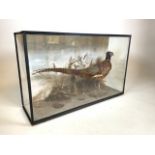 Vintage taxidermy scene with pheasant and foliage. Stood in natural pose with tail raised. Quality