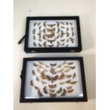 Two cases of Devon moths. Largest moth 7cm W:35cm x H:24cm