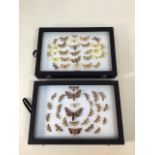 Two cases of Devon moths (8cm width). Cases W:35cm x H:24cm