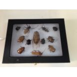 A case of Devon insects including beetles. Case dimensions W:25cm x H:20cm