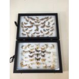 Two cases of Devon moths. Largest moth 7cm W:35cm x H:24cm case dimensions