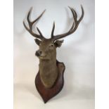A large 10 point stags head.