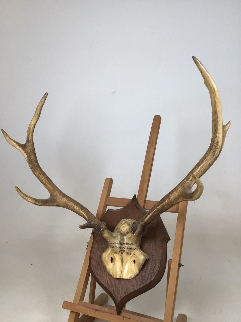 A pair of mounted antlers. Dated 1913. Length of antlers approx 47cm - Image 2 of 5