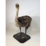 An early 20th century taxidermy full size emu on board. W:67cm x D:40cm x H:90cm