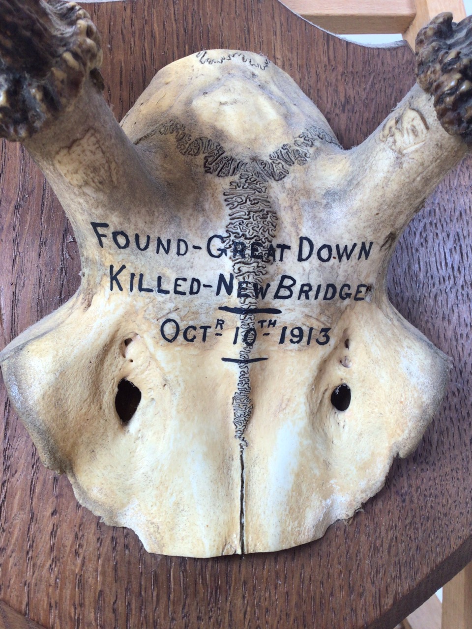 A pair of mounted antlers. Dated 1913. Length of antlers approx 47cm - Image 5 of 5