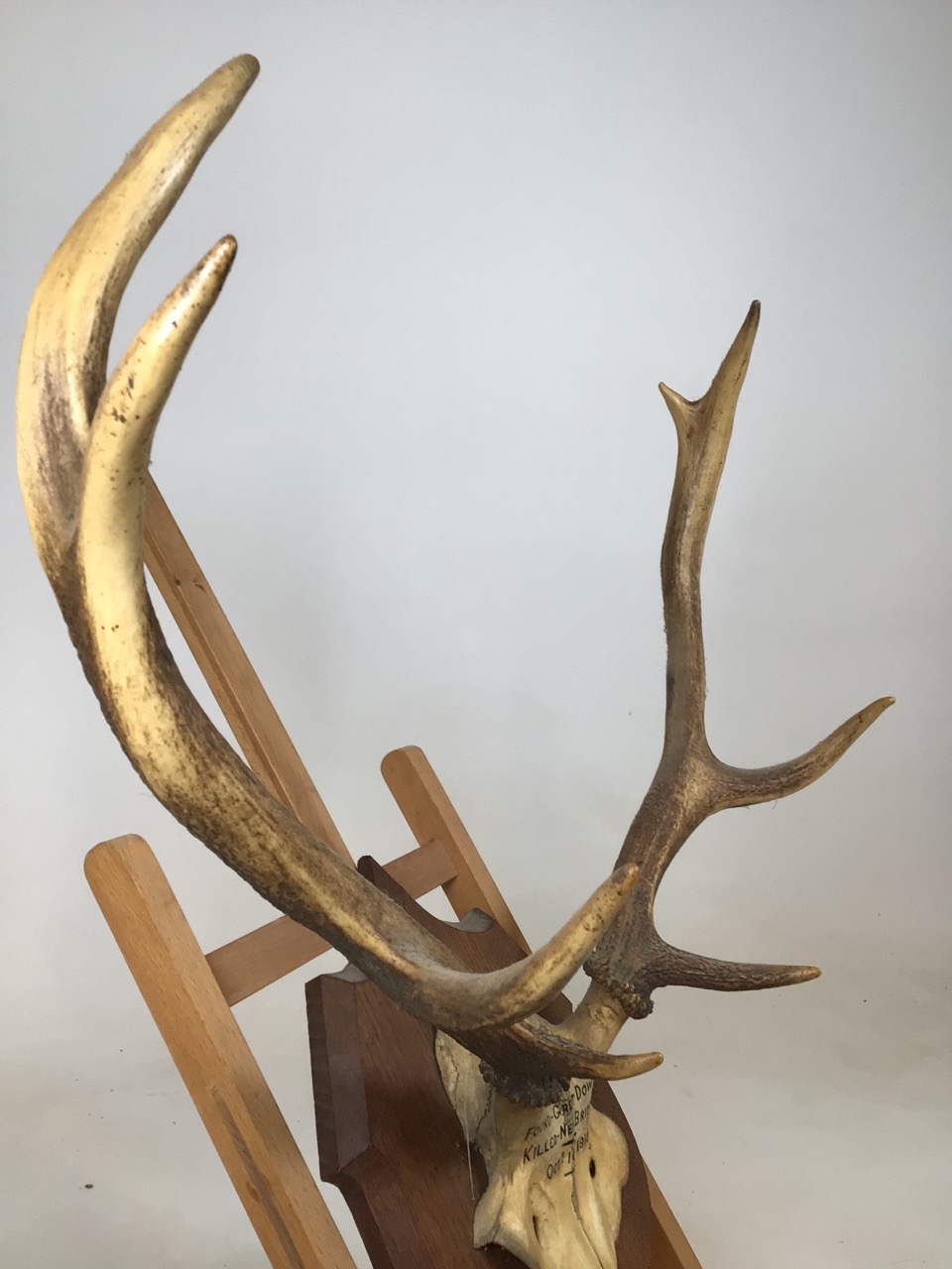 A pair of mounted antlers. Dated 1913. Length of antlers approx 47cm - Image 4 of 5