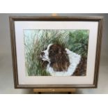 A Watercolour of a springer spaniel in modern frame and mount. W:60cm x H:50cm