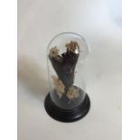 A glass dome with a taxidermy display of moss and lichen W:15cm x H:25cm