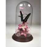 A glass dome with taxidermy butterfly. Makers label underneath, on wooden base. H:29cm