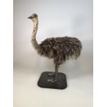 An early 20th century taxidermy full size emu on board. W:67cm x D:40cm x H:90cm