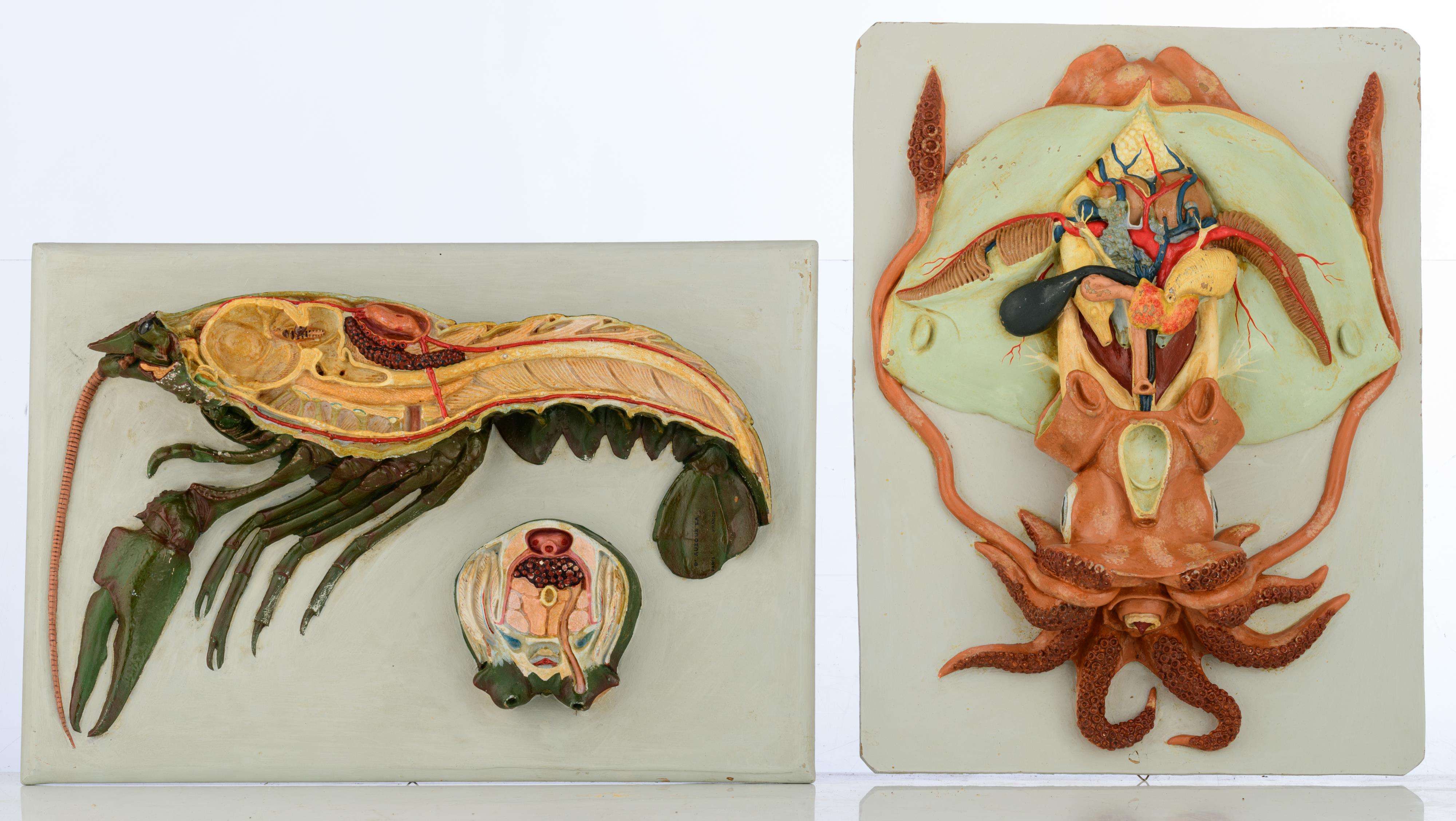 A collection of three anatomical models of nautical animals by Auzoux and one matching piece of a sq - Image 2 of 7