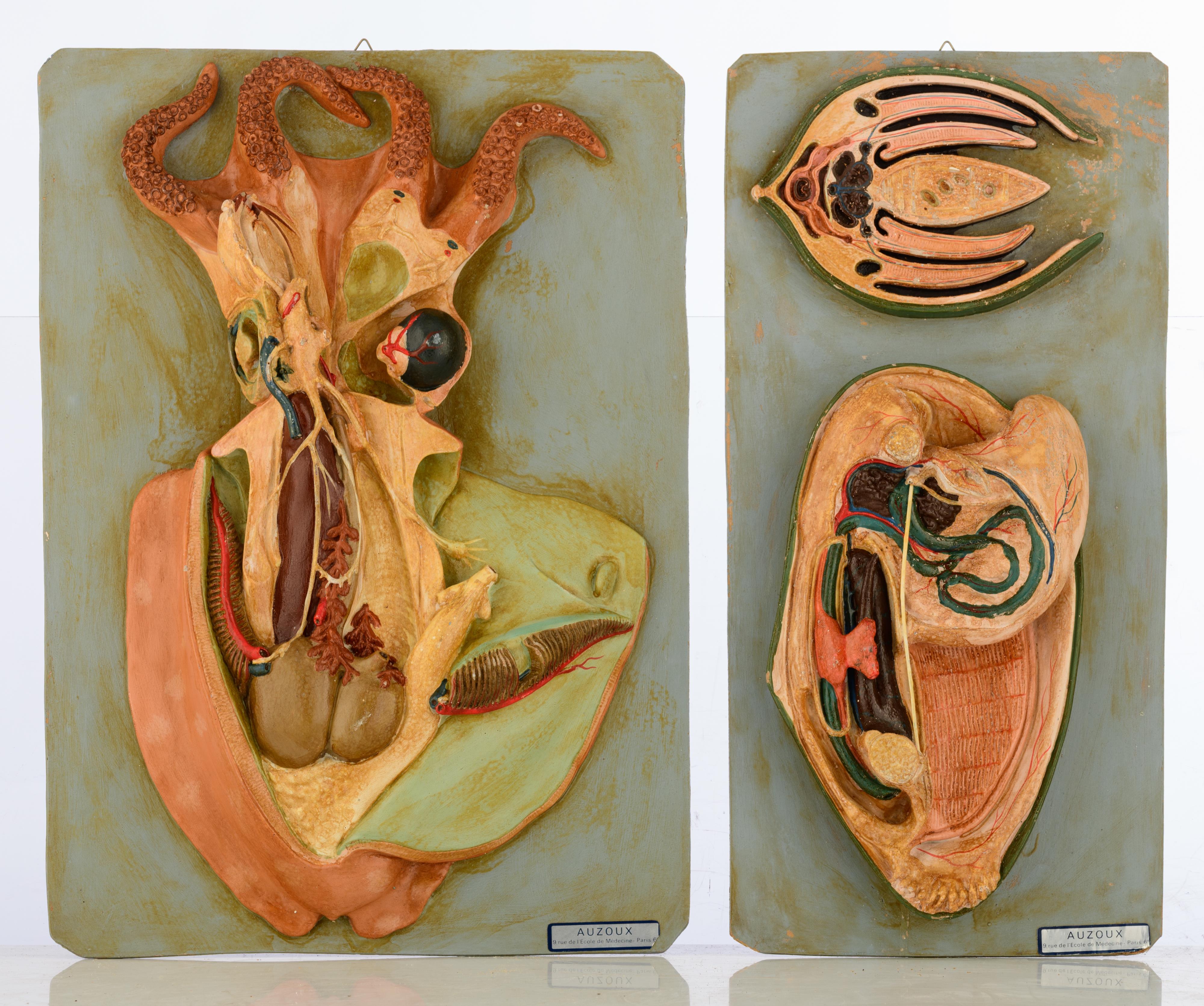 A collection of three anatomical models of nautical animals by Auzoux and one matching piece of a sq - Image 4 of 7