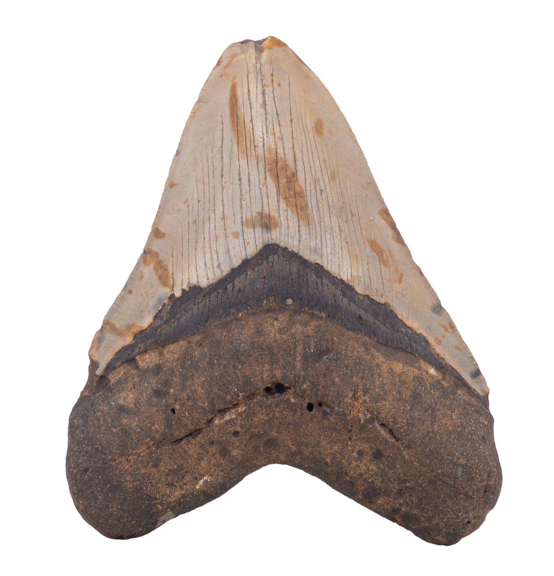 A large fossil megalodon tooth, H 12,5 cm
