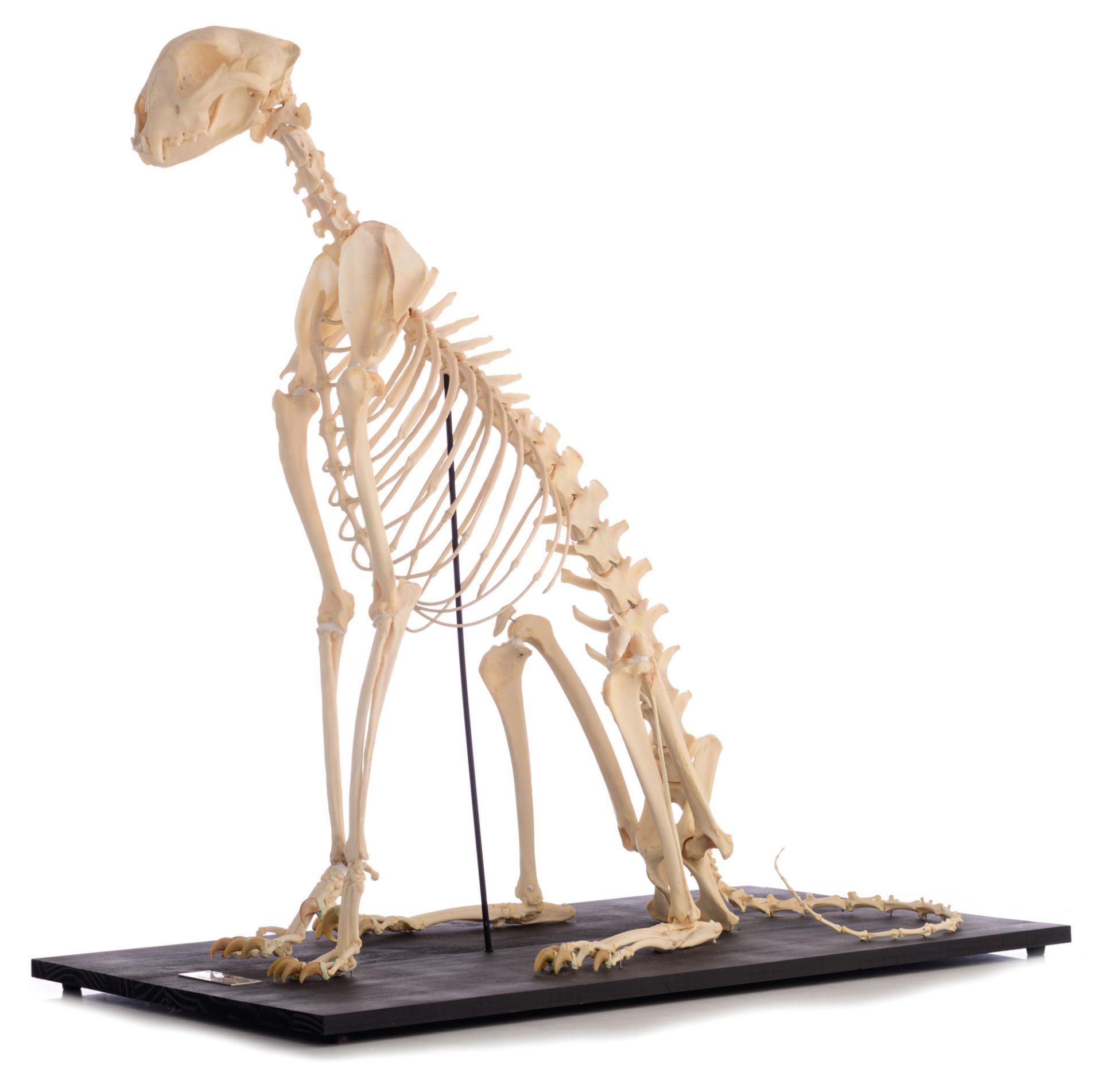 The skeleton of a cheetah (Acinonyx jubatus), H 91 cm - Image 3 of 13