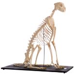 The skeleton of a cheetah (Acinonyx jubatus), H 91 cm