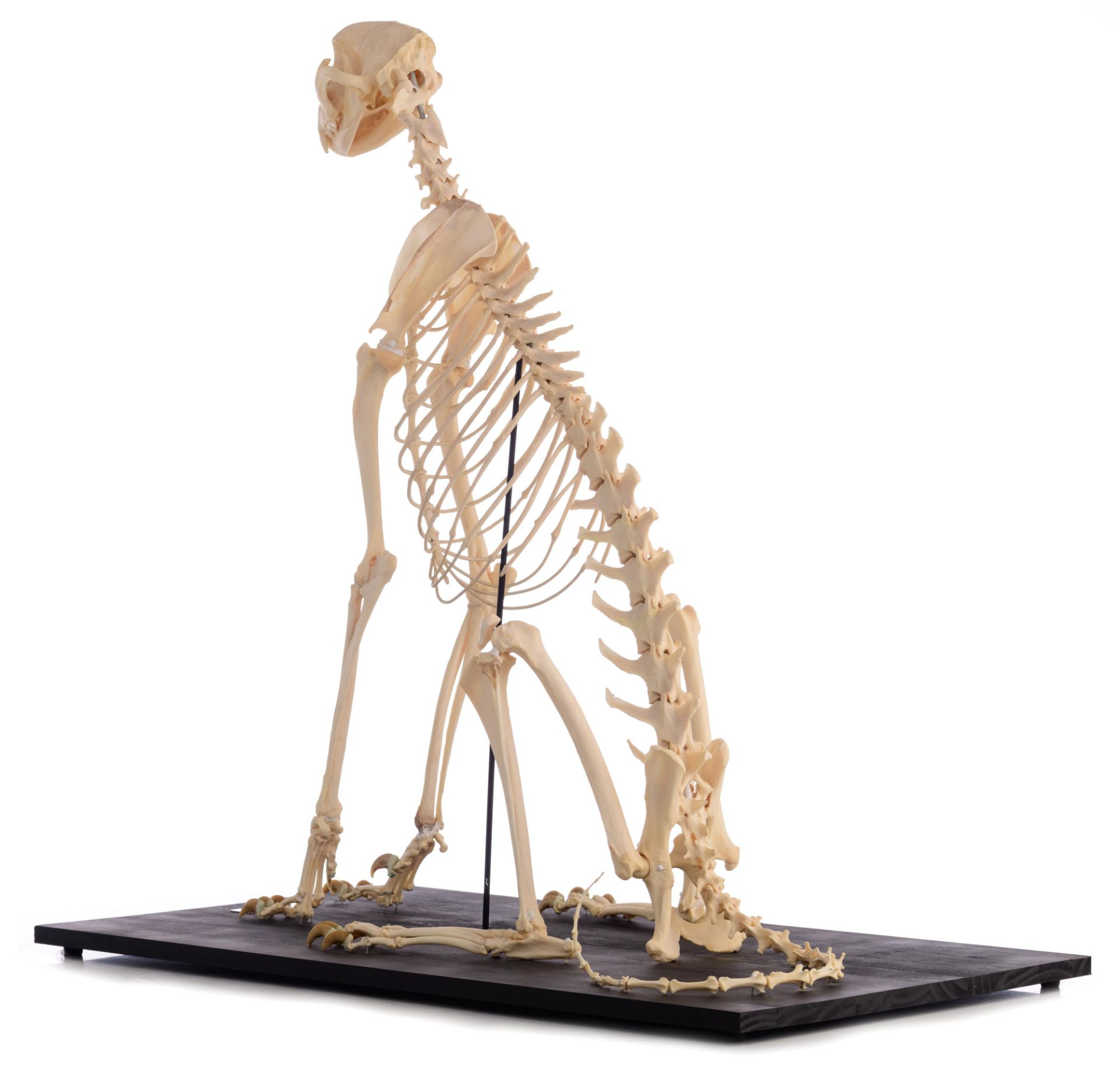 The skeleton of a cheetah (Acinonyx jubatus), H 91 cm - Image 5 of 13