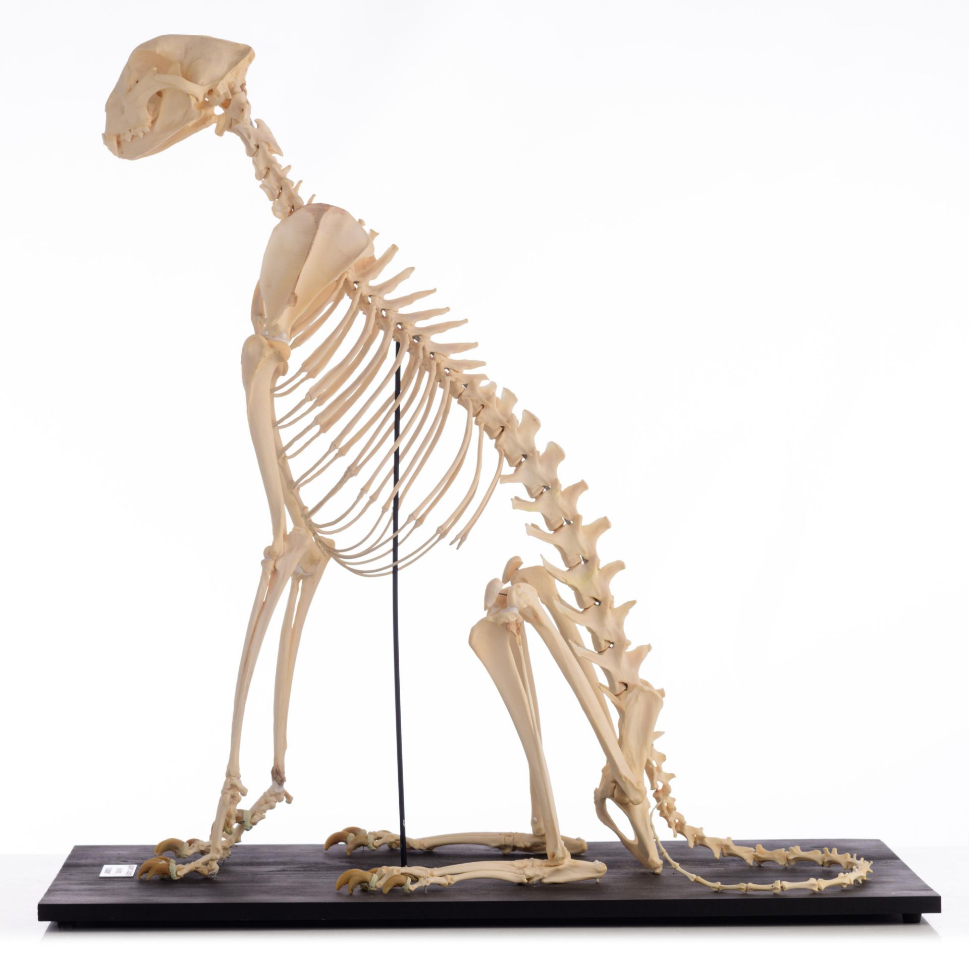The skeleton of a cheetah (Acinonyx jubatus), H 91 cm - Image 4 of 13