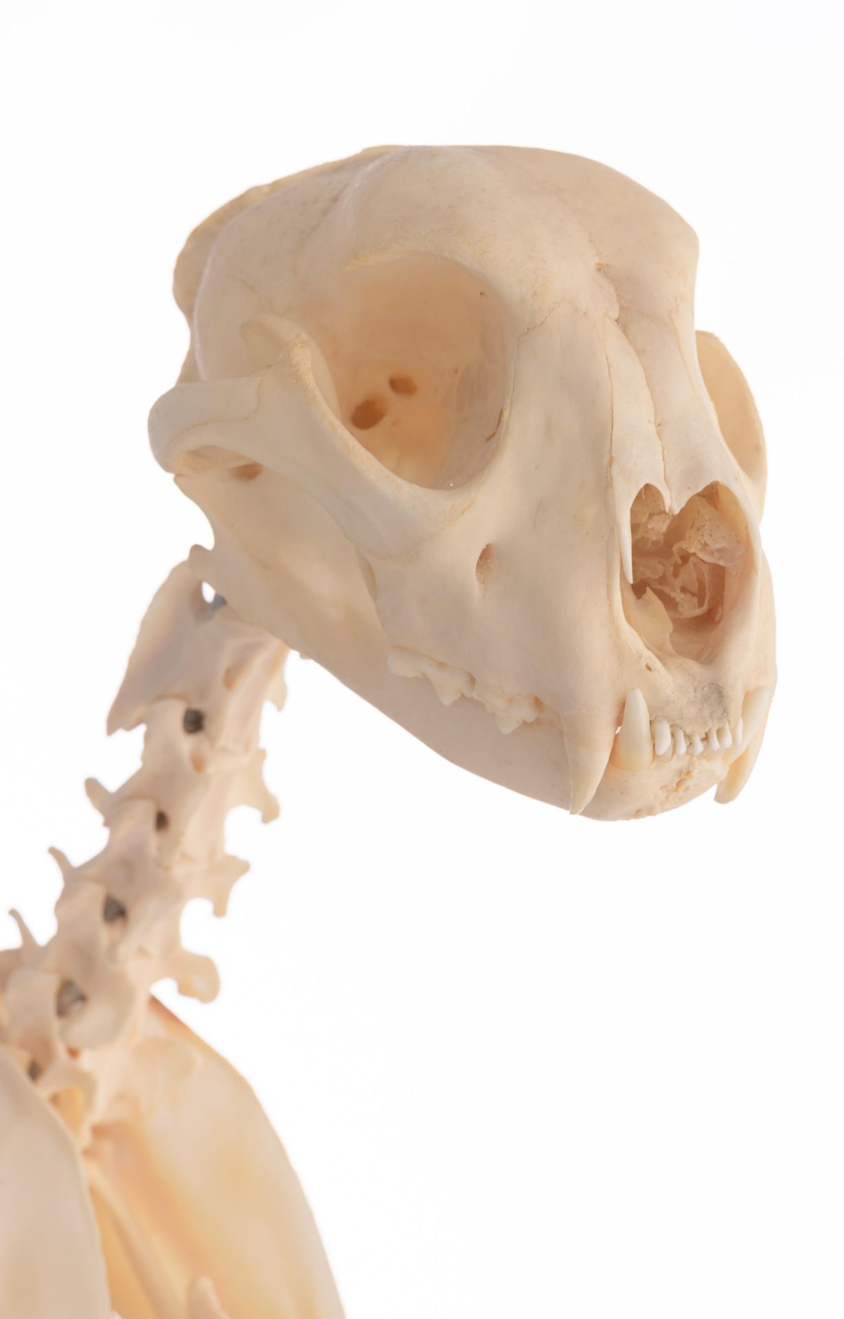 The skeleton of a cheetah (Acinonyx jubatus), H 91 cm - Image 8 of 13