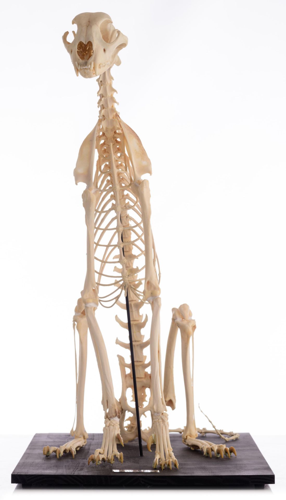 The skeleton of a cheetah (Acinonyx jubatus), H 91 cm - Image 2 of 13