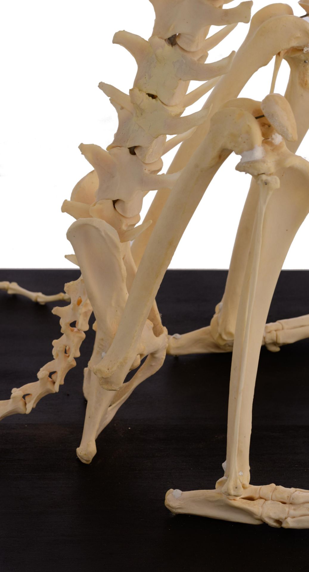 The skeleton of a cheetah (Acinonyx jubatus), H 91 cm - Image 10 of 13
