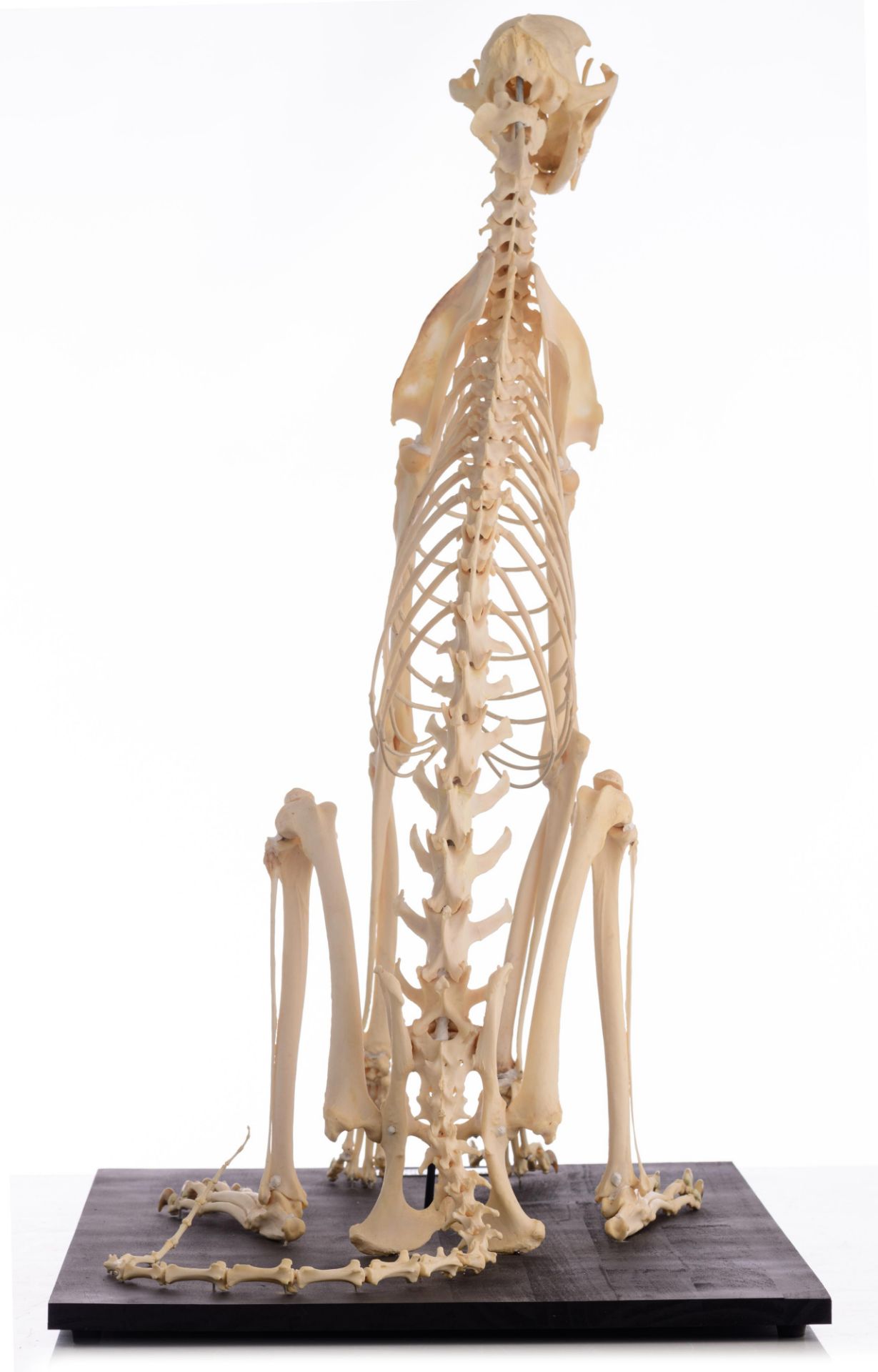 The skeleton of a cheetah (Acinonyx jubatus), H 91 cm - Image 6 of 13