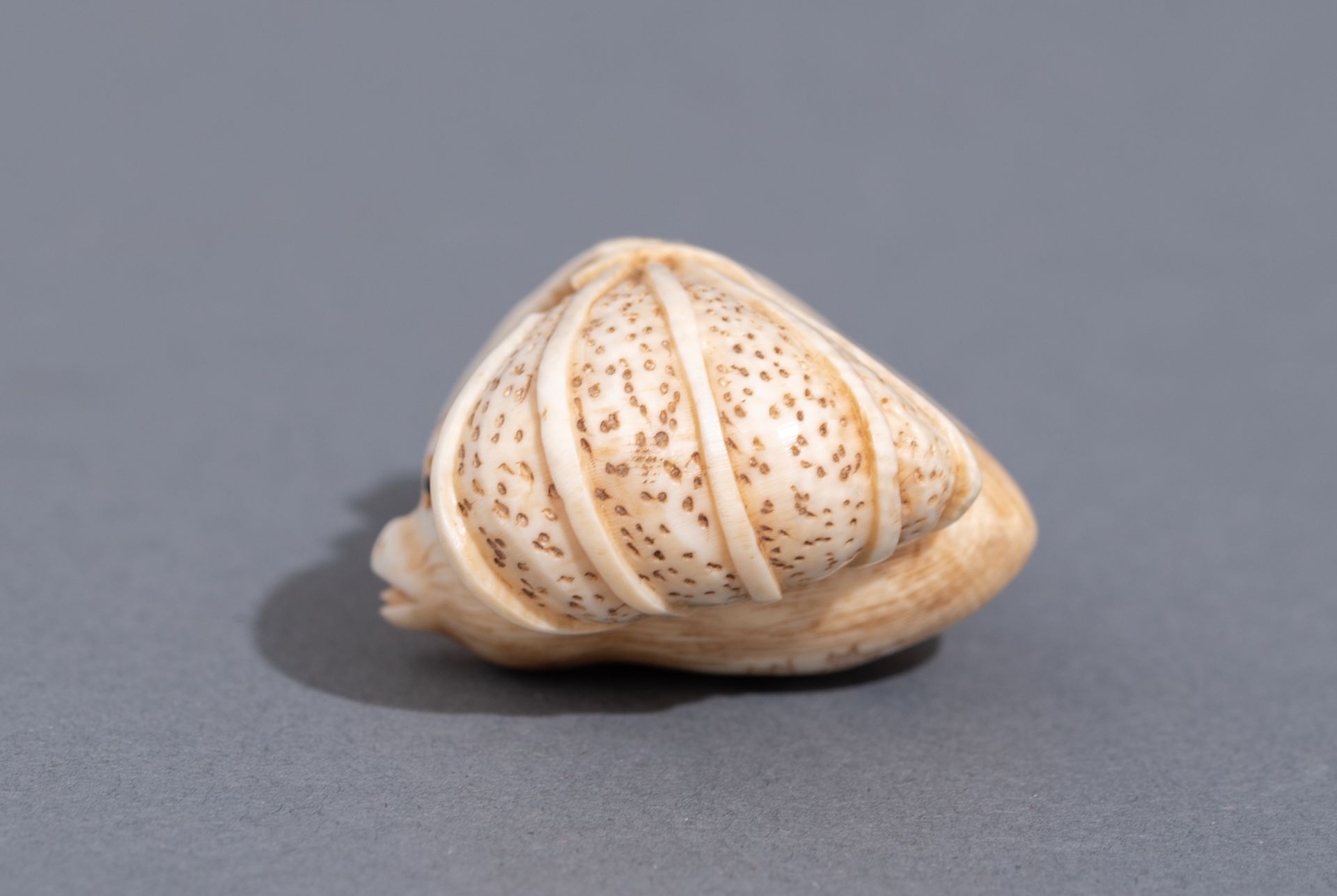 Five various Japanese early Meiji period netsuke, H 3,1 - 3,2 - 4,6 cm / W 3,6 cm - Image 13 of 19