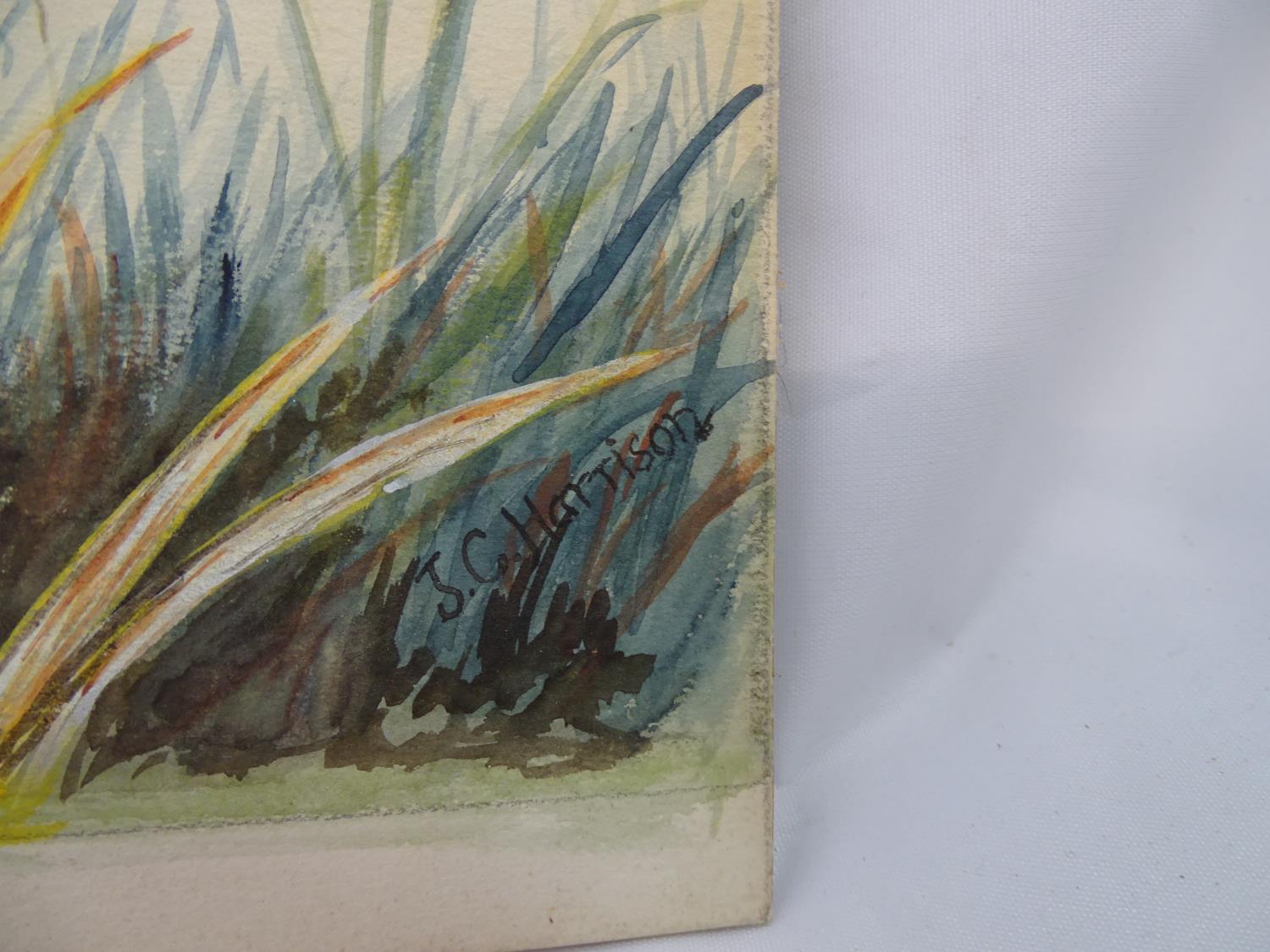 John Cyril Harrison (1898-1985) Watercolour and gouache A mallard Duck ( Drake) ? springing ? from - Image 2 of 8