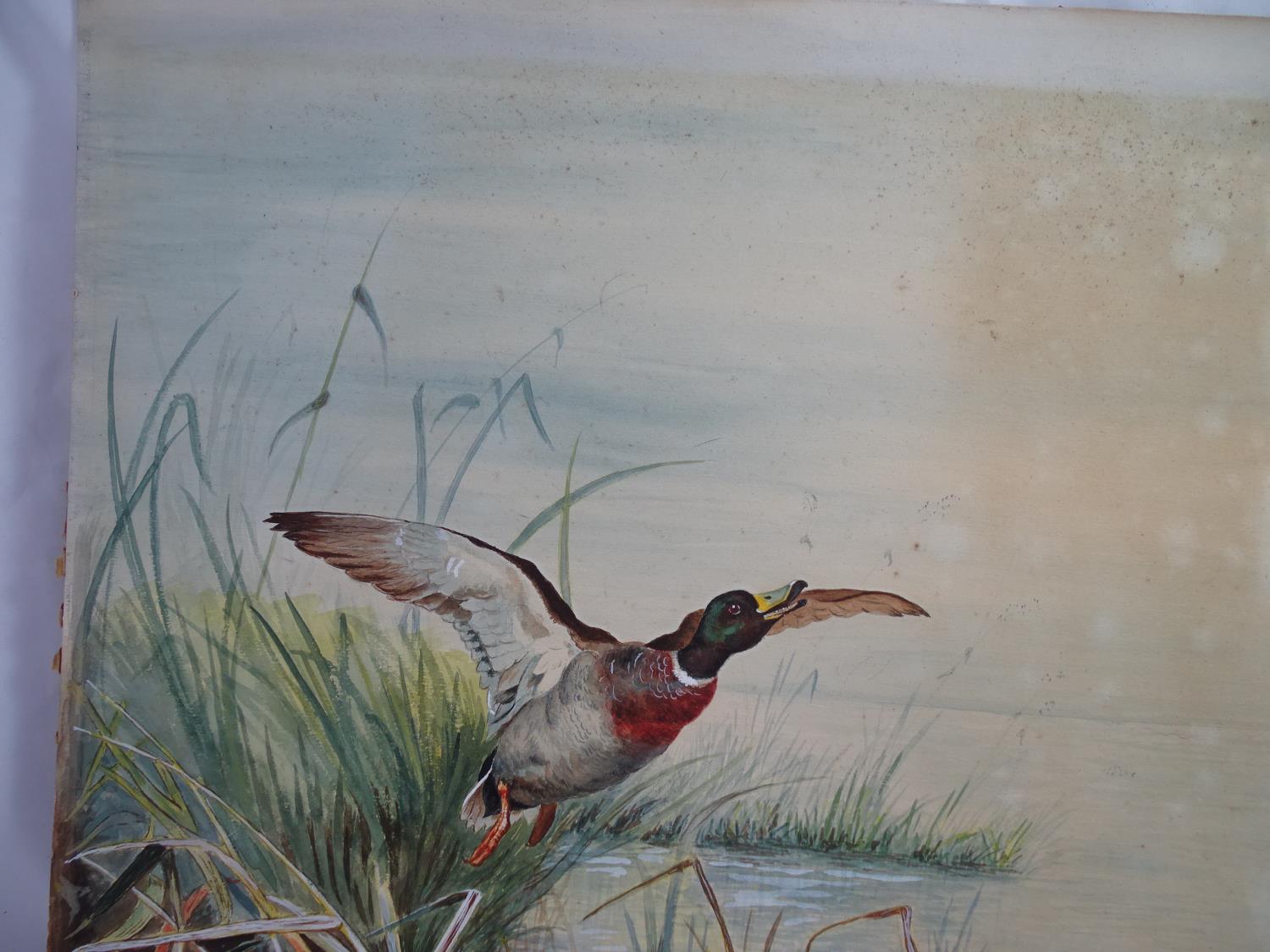 John Cyril Harrison (1898-1985) Watercolour and gouache A mallard Duck ( Drake) ? springing ? from - Image 5 of 8